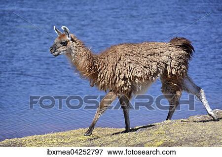 Braunes Lama (Lama glama) lauft vor einem See, Altiplano, Bolivien, Sudamerika View Large Photo Image Stock Photo - Braunes Lama (Lama glama) lauft vor einem See, Altiplano, Bolivien, Sudamerika. Fotosearch