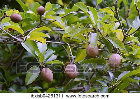 Breiapfelbaum, auch Sapote, Kaugummibaum oder Sapotillbaum (Manilkara zapota), Fruchte, Insel Mahe, Seychellen, Afrika View Large Photo Image Stock Image - Breiapfelbaum, auch Sapote, Kaugummibaum oder Sapotillbaum (Manilkara zapota), Fruchte, Insel Mahe, Seychellen, Afrika. Fotosearch