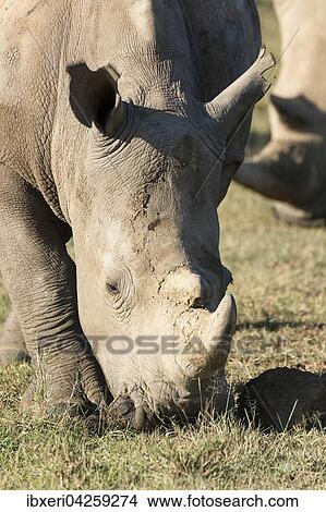Breitmaulnashorn (Ceratotherium simum) beim Fressen, Portrait, Lake Nakuru Nationalpark, Kenia, Afrika View Large Photo Image Picture - Breitmaulnashorn (Ceratotherium simum) beim Fressen, Portrait, Lake Nakuru Nationalpark, Kenia, Afrika. Fotosearch