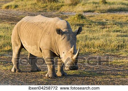 Breitmaulnashorn (Ceratotherium simum), Lake Nakuru Nationalpark, Kenia, Afrika View Large Photo Image Stock Image - Breitmaulnashorn (Ceratotherium simum), Lake Nakuru Nationalpark, Kenia, Afrika. Fotosearch