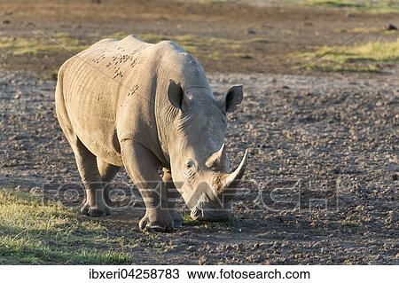 Breitmaulnashorn (Ceratotherium simum), Lake Nakuru Nationalpark, Kenia, Afrika View Large Photo Image Stock Image - Breitmaulnashorn (Ceratotherium simum), Lake Nakuru Nationalpark, Kenia, Afrika. Fotosearch