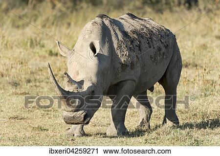 Breitmaulnashorn (Ceratotherium simum), Lake Nakuru Nationalpark, Kenia, Afrika View Large Photo Image Stock Image - Breitmaulnashorn (Ceratotherium simum), Lake Nakuru Nationalpark, Kenia, Afrika. Fotosearch