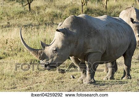 Breitmaulnashorn (Ceratotherium simum), Lake Nakuru Nationalpark, Kenia, Afrika View Large Photo Image Stock Image - Breitmaulnashorn (Ceratotherium simum), Lake Nakuru Nationalpark, Kenia, Afrika. Fotosearch