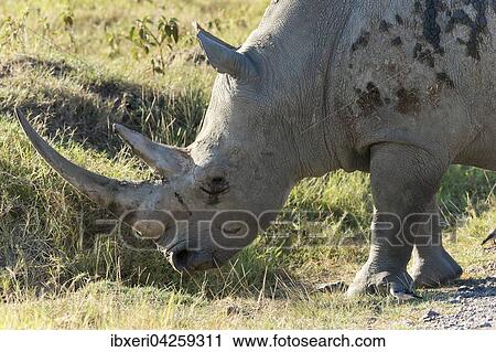 Breitmaulnashorn (Ceratotherium simum), Lake Nakuru Nationalpark, Kenia, Afrika View Large Photo Image Stock Image - Breitmaulnashorn (Ceratotherium simum), Lake Nakuru Nationalpark, Kenia, Afrika. Fotosearch