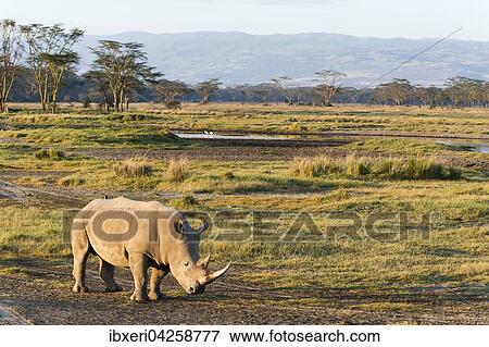 Breitmaulnashorn (Ceratotherium simum), Lake Nakuru Nationalpark, Kenia, Afrika View Large Photo Image Stock Photo - Breitmaulnashorn (Ceratotherium simum), Lake Nakuru Nationalpark, Kenia, Afrika. Fotosearch