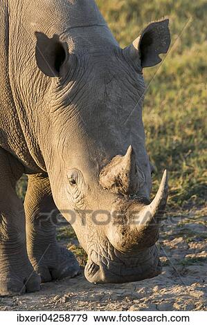 Breitmaulnashorn (Ceratotherium simum), Portrait, Lake Nakuru Nationalpark, Kenia, Afrika View Large Photo Image Stock Photo - Breitmaulnashorn (Ceratotherium simum), Portrait, Lake Nakuru Nationalpark, Kenia, Afrika. Fotosearch
