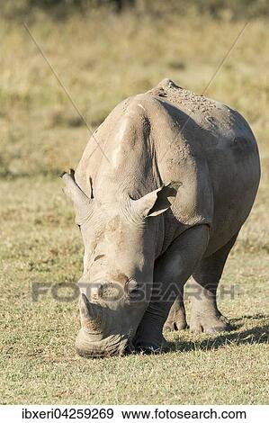 Breitmaulnashorn (Ceratotherium simum) beim Fressen, Lake Nakuru Nationalpark, Kenia, Afrika View Large Photo Image Stock Photo - Breitmaulnashorn (Ceratotherium simum) beim Fressen, Lake Nakuru Nationalpark, Kenia, Afrika. Fotosearch