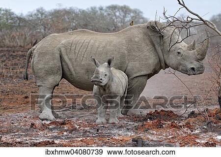 Breitmaulnashorn (Ceratotherium simum) mit Kalb, uMkhuze Game Reserve, iSimangaliso-Wetland-Park, Mkuze, Sudafrika View Large Photo Image Stock Photo - Breitmaulnashorn (Ceratotherium simum) mit Kalb, uMkhuze Game Reserve, iSimangaliso-Wetland-Park, Mkuze, Sudafrika. Fotosearch