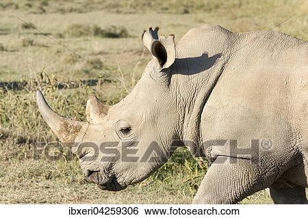 Breitmaulnashorn (Ceratotherium simum), Lake Nakuru Nationalpark, Kenia, Afrika View Large Photo Image Stock Photograph - Breitmaulnashorn (Ceratotherium simum), Lake Nakuru Nationalpark, Kenia, Afrika. Fotosearch
