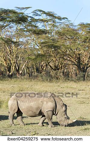 Breitmaulnashorn Ceratotherium Simum Beim Fressen Lake Nakuru Nationalpark Kenia Afrika Stock Photography Ibxeri04259275 Fotosearch