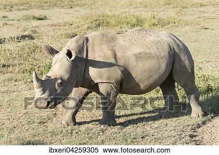 Breitmaulnashorn (Ceratotherium simum), Lake Nakuru Nationalpark, Kenia, Afrika View Large Photo Image Stock Photography - Breitmaulnashorn (Ceratotherium simum), Lake Nakuru Nationalpark, Kenia, Afrika. Fotosearch