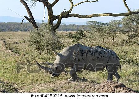 Breitmaulnashorn (Ceratotherium simum), Lake Nakuru Nationalpark, Kenia, Afrika View Large Photo Image Stock Photography - Breitmaulnashorn (Ceratotherium simum), Lake Nakuru Nationalpark, Kenia, Afrika. Fotosearch