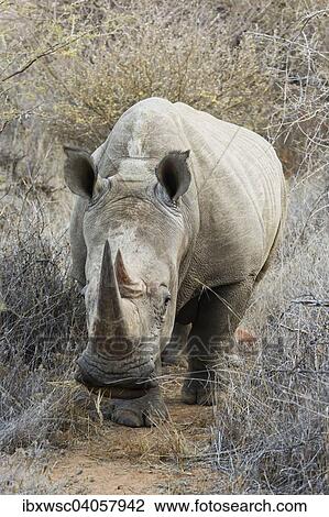 Stock Image - Breitmaulnashorn oder Weisses Nashorn (Ceratotherium simum), Namibia, Afrika. Fotosearch