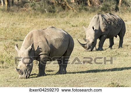 Breitmaulnashorner (Ceratotherium simum) beim Fressen, Lake Nakuru Nationalpark, Kenia, Afrika View Large Photo Image Stock Image - Breitmaulnashorner (Ceratotherium simum) beim Fressen, Lake Nakuru Nationalpark, Kenia, Afrika. Fotosearch