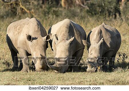 Stock Photo - Breitmaulnashorner (Ceratotherium simum) beim Fressen, Lake Nakuru Nationalpark, Kenia, Afrika. Fotosearch