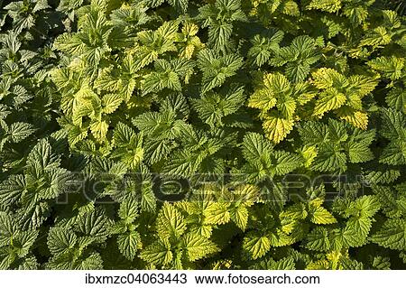 Brennnesseln (Urtica dioica) View Large Photo Image Stock Image - Brennnesseln (Urtica dioica). Fotosearch