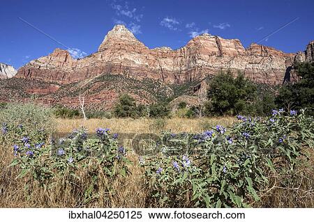 Stock Photography - Bridge Mountain, vorne Solanum elaeagnifolium (Solanum elaeagnifolium), Zion National Park, Utah, USA, Nordamerika. Fotosearch