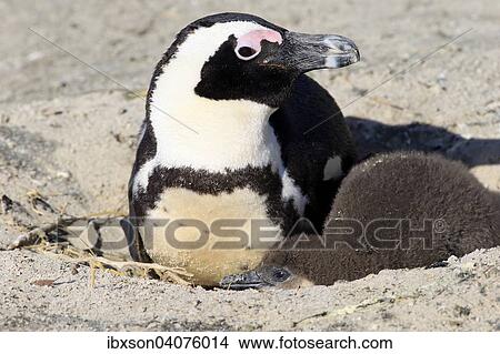 Brillenpinguin (Spheniscus demersus), adult mit Jungvogel im Nest, Boulders Beach, Simon's Town, Westkap, Sudafrika View Large Photo Image Picture - Brillenpinguin (Spheniscus demersus), adult mit Jungvogel im Nest, Boulders Beach, Simon's Town, Westkap, Sudafrika. Fotosearch