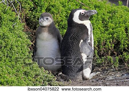 Stock Image - Brillenpinguin (Spheniscus demersus), adult mit Jungvogel, Stony Point, Betty's Bay, Westkap, Sudafrika. Fotosearch