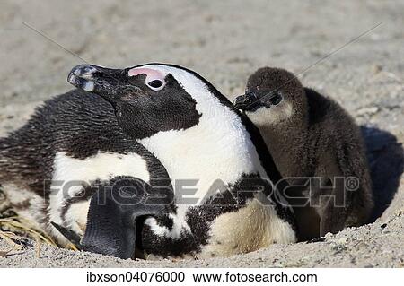 Brillenpinguin (Spheniscus demersus), adult mit Jungvogel im Nest, Boulders Beach, Simon's Town, Westkap, Sudafrika View Large Photo Image Stock Image - Brillenpinguin (Spheniscus demersus), adult mit Jungvogel im Nest, Boulders Beach, Simon's Town, Westkap, Sudafrika. Fotosearch