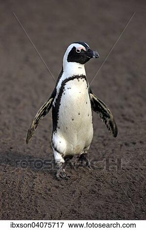 Brillenpinguin (Spheniscus demersus), adult, am Strand, laufend, Stony Point, Betty's Bay, Westkap, Sudafrika View Large Photo Image Stock Photo - Brillenpinguin (Spheniscus demersus), adult, am Strand, laufend, Stony Point, Betty's Bay, Westkap, Sudafrika. Fotosearch