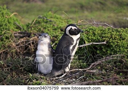 Brillenpinguin (Spheniscus demersus), adult mit Jungvogel, Stony Point, Betty's Bay, Westkap, Sudafrika View Large Photo Image Stock Photo - Brillenpinguin (Spheniscus demersus), adult mit Jungvogel, Stony Point, Betty's Bay, Westkap, Sudafrika. Fotosearch