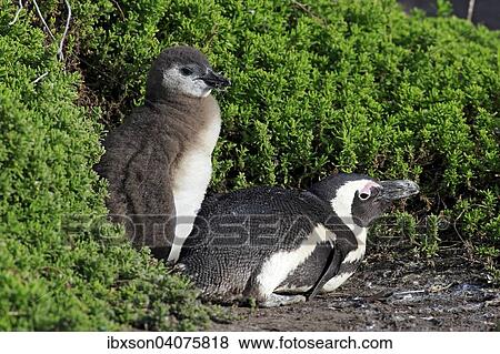 Stock Photo - Brillenpinguin (Spheniscus demersus), adult mit Jungvogel, Stony Point, Betty's Bay, Westkap, Sudafrika. Fotosearch