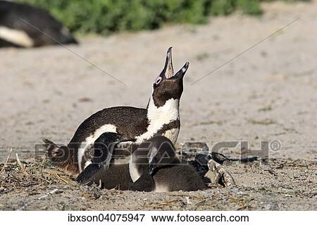 Brillenpinguin (Spheniscus demersus), adult, rufend, mit Kuken im Nest, Boulders Beach, Simon's Town, Westkap, Sudafrika View Large Photo Image Stock Photo - Brillenpinguin (Spheniscus demersus), adult, rufend, mit Kuken im Nest, Boulders Beach, Simon's Town, Westkap, Sudafrika. Fotosearch
