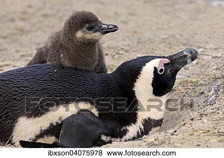 Stock Photo - Brillenpinguin (Spheniscus demersus), adult mit Jungvogel im Nest, Boulders Beach, Simon's Town, Westkap, Sudafrika. Fotosearch