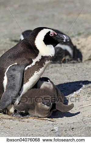 Stock Photo - Brillenpinguin (Spheniscus demersus), adult mit Jungvogeln, Boulders Beach, Simon's Town, Westkap, Sudafrika. Fotosearch