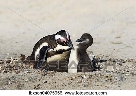 Brillenpinguin (Spheniscus demersus), adult mit Kuken im Nest, Boulders Beach, Simon's Town, Westkap, Sudafrika View Large Photo Image Stock Photograph - Brillenpinguin (Spheniscus demersus), adult mit Kuken im Nest, Boulders Beach, Simon's Town, Westkap, Sudafrika. Fotosearch