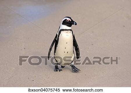 Stock Photography - Brillenpinguin (Spheniscus demersus), adult am Strand, Boulders Beach, Simon's Town, Westkap, Sudafrika. Fotosearch