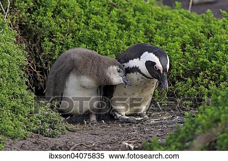 Brillenpinguin (Spheniscus demersus), adult mit Jungvogel, Stony Point, Betty's Bay, Westkap, Sudafrika View Large Photo Image Stock Photography - Brillenpinguin (Spheniscus demersus), adult mit Jungvogel, Stony Point, Betty's Bay, Westkap, Sudafrika. Fotosearch