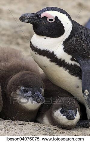 Stock Photography - Brillenpinguin (Spheniscus demersus), adult mit Jungvogeln, Boulders Beach, Simon's Town, Westkap, Sudafrika. Fotosearch