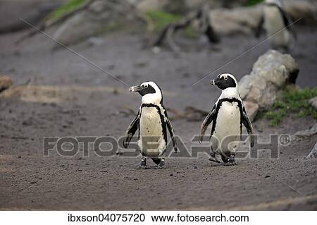 Stock Image - Brillenpinguine (Spheniscus demersus), Paar lauft am Strand, Stony Point, Betty's Bay, Westkap, Sudafrika. Fotosearch