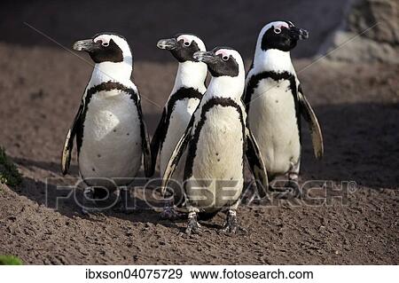 Stock Photo - Brillenpinguine (Spheniscus demersus) laufen am Strand, Stony Point, Betty's Bay, Westkap, Sudafrika. Fotosearch