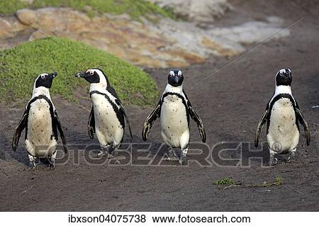 Stock Photo - Brillenpinguine (Spheniscus demersus) laufen am Strand, Stony Point, Betty's Bay, Westkap, Sudafrika. Fotosearch
