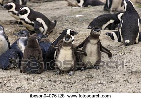 Brillenpinguine (Spheniscus demersus), adult und Jungvogel, Boulders Beach, Simon's Town, Westkap, Sudafrika View Large Photo Image Stock Photo - Brillenpinguine (Spheniscus demersus), adult und Jungvogel, Boulders Beach, Simon's Town, Westkap, Sudafrika. Fotosearch