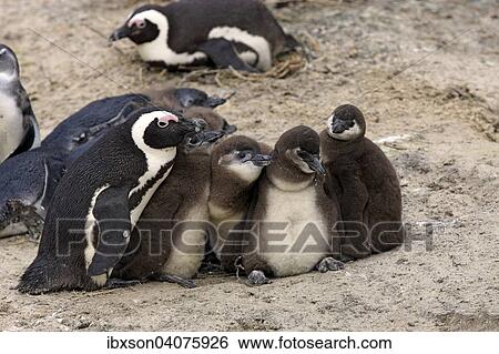 Brillenpinguine (Spheniscus demersus), adult mit Jungvogeln, Boulders Beach, Simon's Town, Westkap, Sudafrika View Large Photo Image Stock Photograph - Brillenpinguine (Spheniscus demersus), adult mit Jungvogeln, Boulders Beach, Simon's Town, Westkap, Sudafrika. Fotosearch
