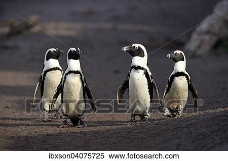 Stock Photography - Brillenpinguine (Spheniscus demersus) laufen am Strand, Stony Point, Betty's Bay, Westkap, Sudafrika. Fotosearch