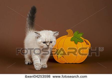 Stock Photo - Britisch Kurzhaar Katze mit Kurbis. Fotosearch