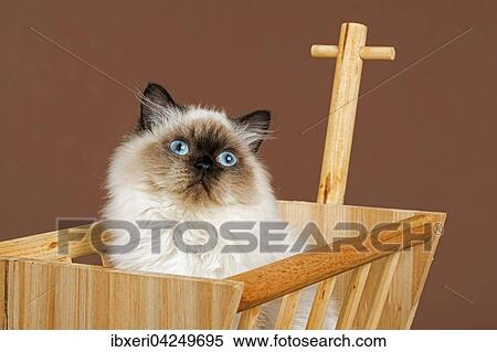 Stock Photography - Britisch Langhaar Katze, Alter 7 Monate, Farbe Seal Point. Fotosearch