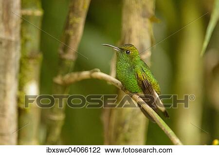 Stock Image - Bronzekopf-Elvirakolibri (Elvira cupreiceps) auf Zweig, Vara Blanca, Alajuela, Costa Rica, Nordamerika. Fotosearch