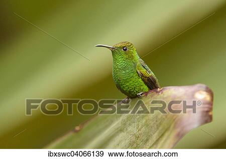 Stock Photo - Bronzekopf-Elvirakolibri (Elvira cupreiceps) auf Blatt, Vara Blanca, Alajuela, Costa Rica, Nordamerika. Fotosearch