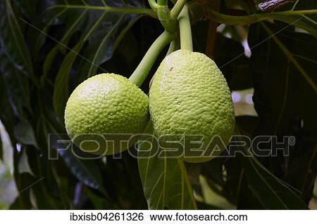 Brotfruchtbaum (Artocarpus altilis), Frucht, Insel Mahe, Seychellen, Afrika View Large Photo Image Stock Photograph - Brotfruchtbaum (Artocarpus altilis), Frucht, Insel Mahe, Seychellen, Afrika. Fotosearch