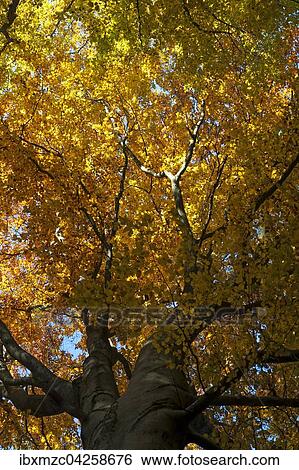 Buche (Fagus sylvatica) im Herbst, Morschreuth, Oberfranken, Bayern, Deutschland, Europa View Large Photo Image Stock Photograph - Buche (Fagus sylvatica) im Herbst, Morschreuth, Oberfranken, Bayern, Deutschland, Europa. Fotosearch