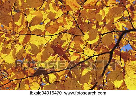 Buche (Fagus sylvatica) mit gelbem Herbstlaub, Deutschland, Europa View Large Photo Image Stock Image - Buche (Fagus sylvatica) mit gelbem Herbstlaub, Deutschland, Europa. Fotosearch