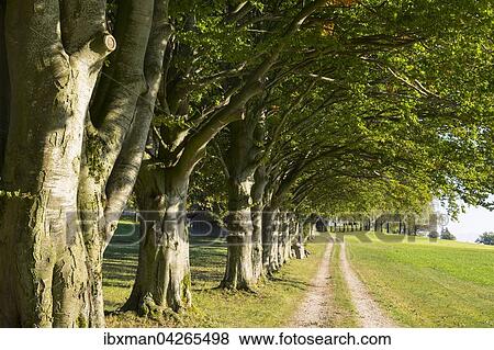 Buchen-Allee am Klostergut Harpfetsham, Gemeinde Palling, Rupertiwinkel, Chiemgau, Oberbayern, Bayern, Deutschland, Europa View Large Photo Image Stock Photo - Buchen-Allee am Klostergut Harpfetsham, Gemeinde Palling, Rupertiwinkel, Chiemgau, Oberbayern, Bayern, Deutschland, Europa. Fotosearch