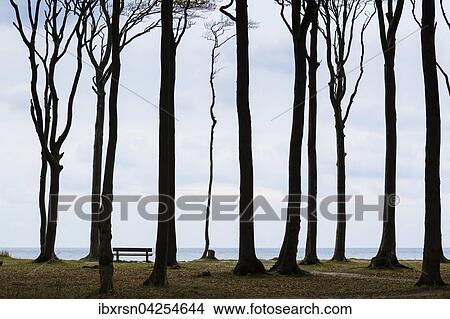 Buchen (Fagus sp. ) im Gespensterwald oder Nienhager Holz oberhalb der Steilkuste, Nienhagen, Mecklenburg-Vorpommern, Deutschland, Europa View Large Photo Image Picture - Buchen (Fagus sp. ) im Gespensterwald oder Nienhager Holz oberhalb der Steilkuste, Nienhagen, Mecklenburg-Vorpommern, Deutschland, Europa. Fotosearch