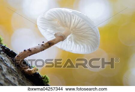 Buchenschleimrubling (Oudemansiella mucida), Hessen, Deutschland, Europa View Large Photo Image Picture - Buchenschleimrubling (Oudemansiella mucida), Hessen, Deutschland, Europa. Fotosearch